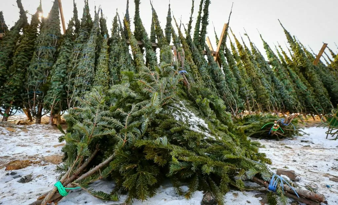 Сургутяне смогут сдать новогодние деревья в переработку